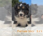 Small #3 Breeder Profile image