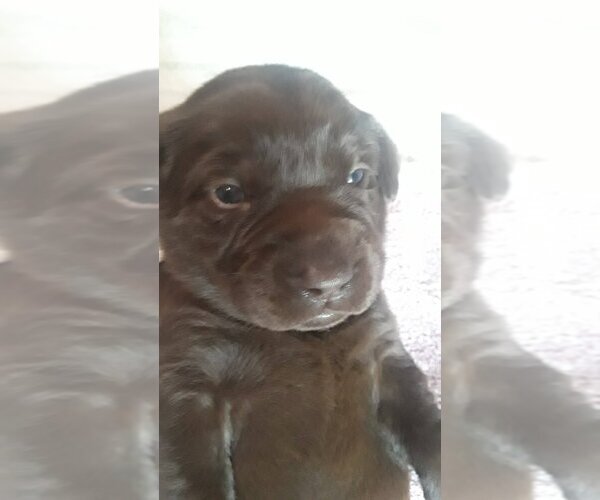 Medium Photo #1  Breeder Profile in FOLSOM, CA, USA