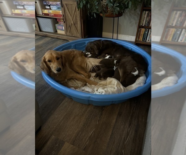 Medium Photo #10  Breeder Profile in HARRISON, OH, USA