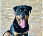 Small #12 Breeder Profile image