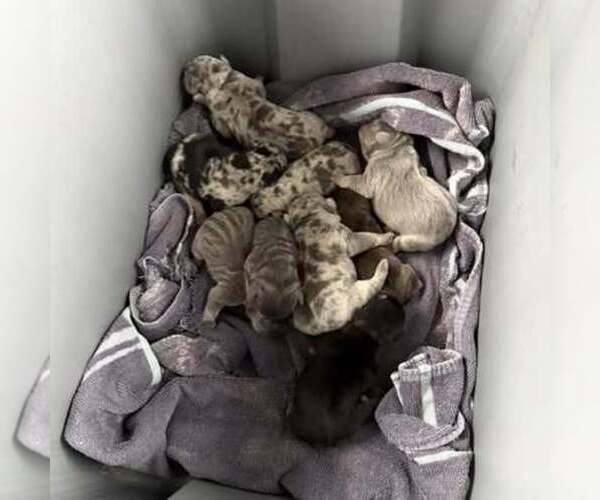 Medium Photo #5  Breeder Profile in GASTONIA, NC, USA