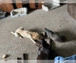 Small breeder photo