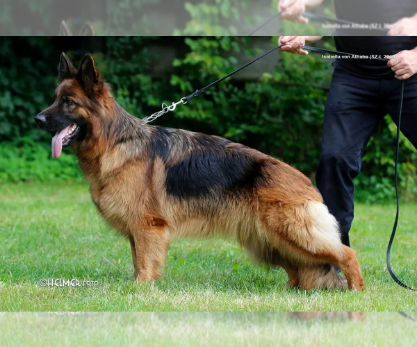 Medium Photo #3  Breeder Profile in BETHEL, CT, USA