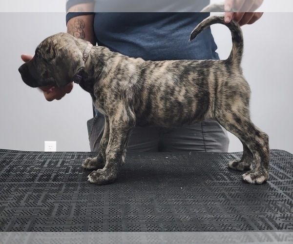 Medium Photo #1  Breeder Profile in ORLANDO, FL, USA