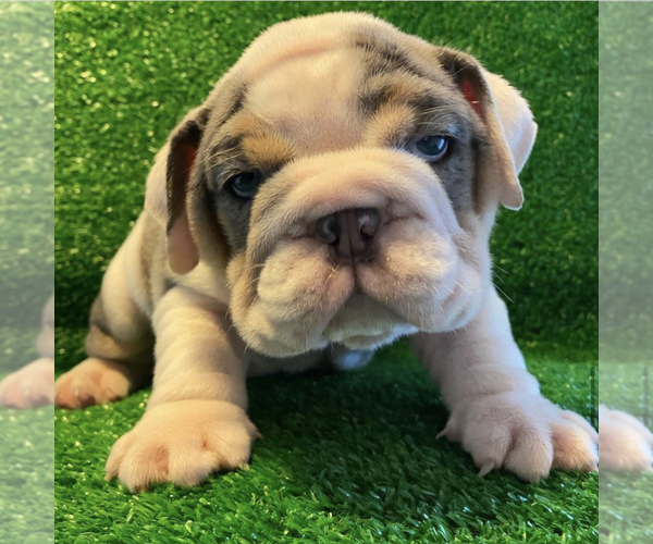 Medium Photo #1  Breeder Profile in LONG BEACH, CA, USA