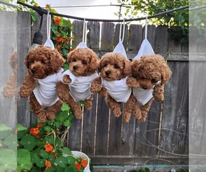 Poodle (Toy) Dog Breeder near NORTH HIGHLANDS, CA, USA