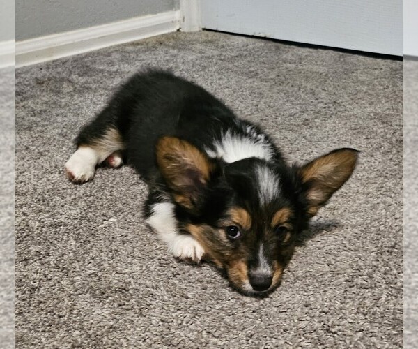 Medium Photo #6  Breeder Profile in COLORADO SPRINGS, CO, USA