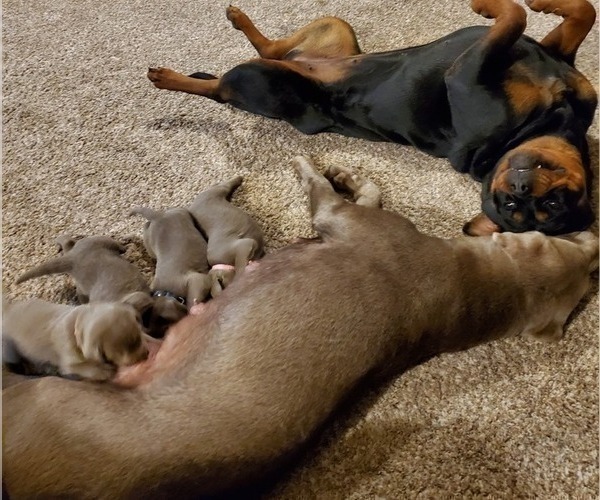 Medium Photo #22  Breeder Profile in FLAGLER, CO, USA