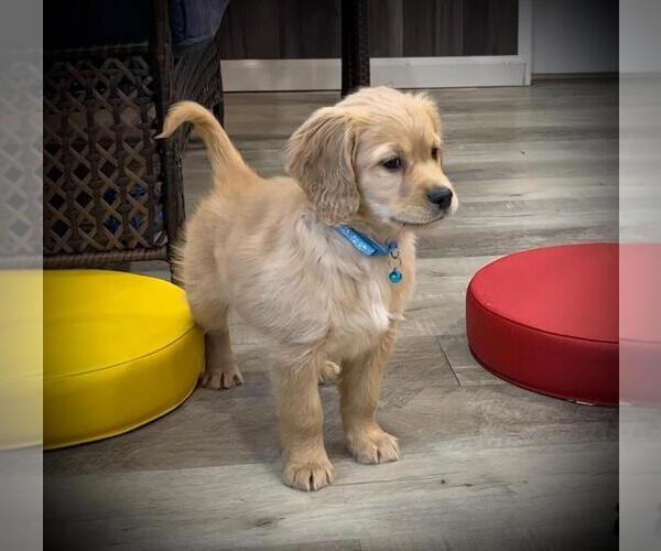 Medium Photo #24  Breeder Profile in Aylmer, Ontario, Canada