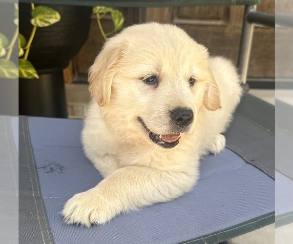 Medium Photo #6  Breeder Profile in CRETE, IL, USA