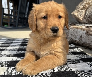 Golden Retriever Dog Breeder near INDIANAPOLIS, IN, USA