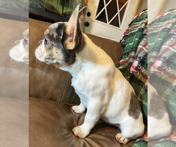 Medium Photo #2  Breeder Profile in GREENVILLE, TX, USA