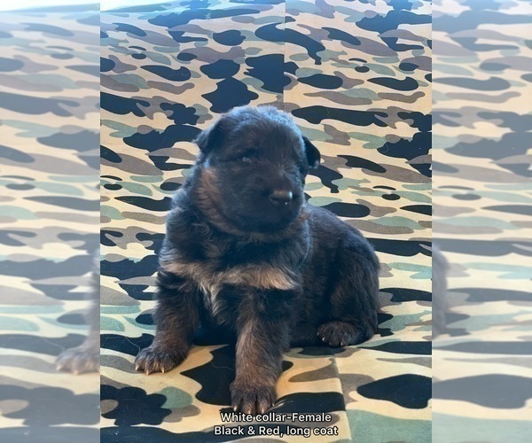 Medium Photo #25  Breeder Profile in PINON HILLS, CA, USA