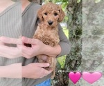 Small breeder photo