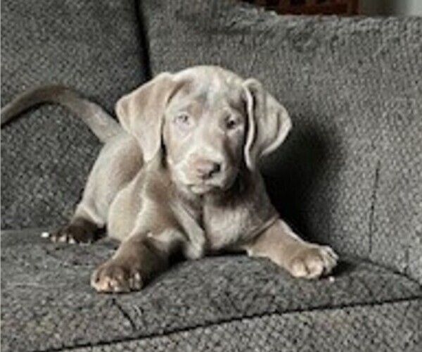 Medium Photo #10  Breeder Profile in GARNER, NC, USA