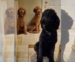Small breeder photo