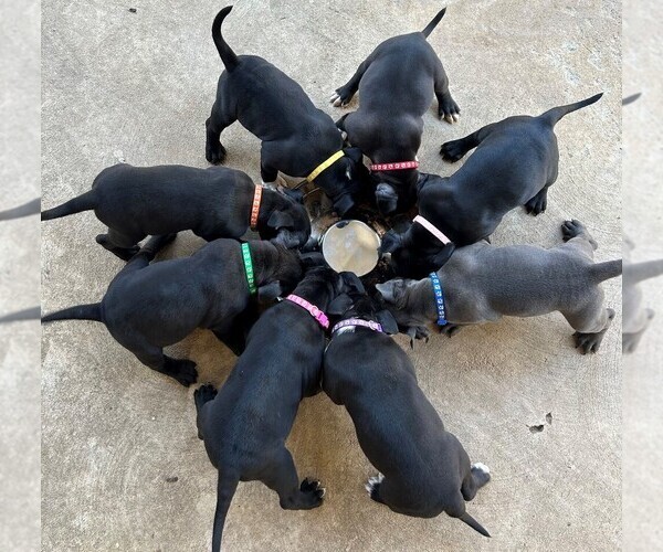Medium Photo #1  Breeder Profile in LANCASTER, CA, USA