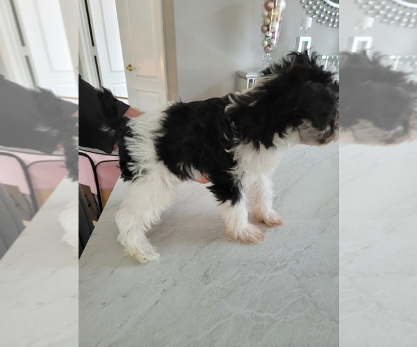 Medium Photo #1  Breeder Profile in NORTH FORT MYERS, FL, USA