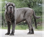 Small #36 Breeder Profile image