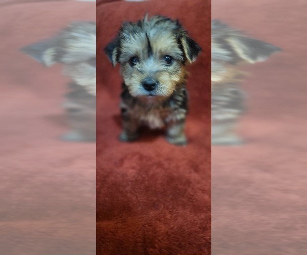 Medium Photo #312  Breeder Profile in AKRON, OH, USA