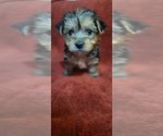 Small #311 Breeder Profile image