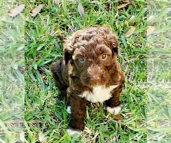Medium Photo #1  Breeder Profile in KINGSTON, TN, USA