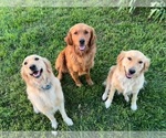 Small breeder photo