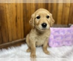 Small #39 Breeder Profile image