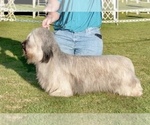 Small #2 Breeder Profile image