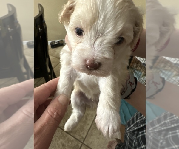 Medium Photo #1  Breeder Profile in RUSSELLVILLE, AL, USA