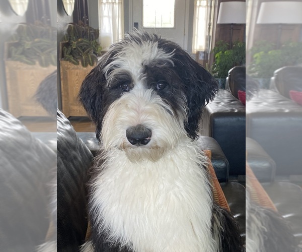 Medium Photo #8  Breeder Profile in MONTEVIEW, ID, USA