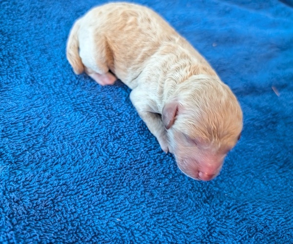 Medium Photo #7  Breeder Profile in ELLICOTT CITY, MD, USA