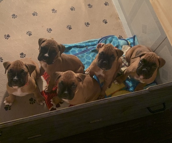 Medium Photo #15  Breeder Profile in LIMA, OH, USA