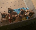 Small #14 Breeder Profile image