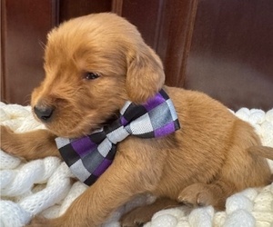 Golden Retriever Dog Breeder near AUMSVILLE, OR, USA