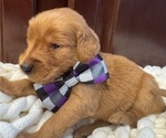 Small breeder photo