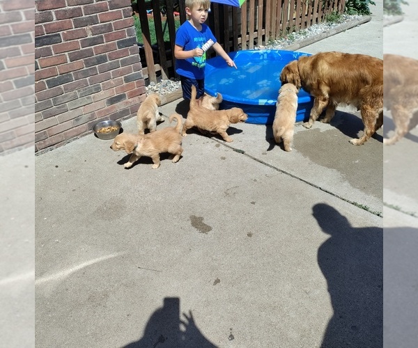 Medium Photo #1  Breeder Profile in ALLEN PARK, MI, USA