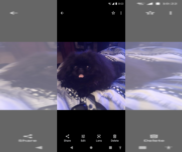 Medium Photo #1  Breeder Profile in PARAGOULD, AR, USA