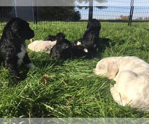 Goldendoodle Dog Breeder near COLUMBIA CITY, IN, USA