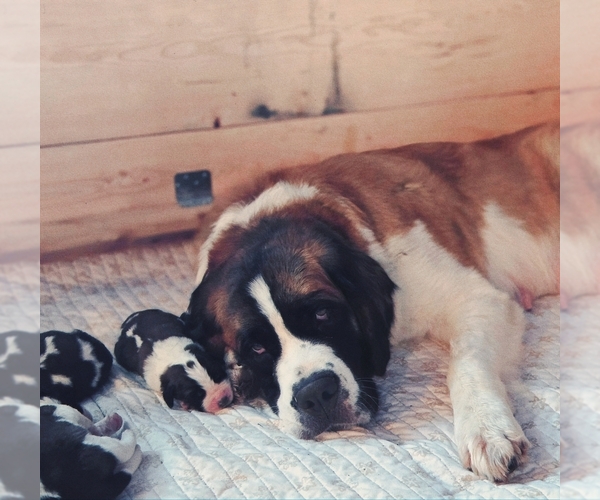 Medium Photo #1  Breeder Profile in TOLEDO, WA, USA
