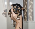 Small breeder photo