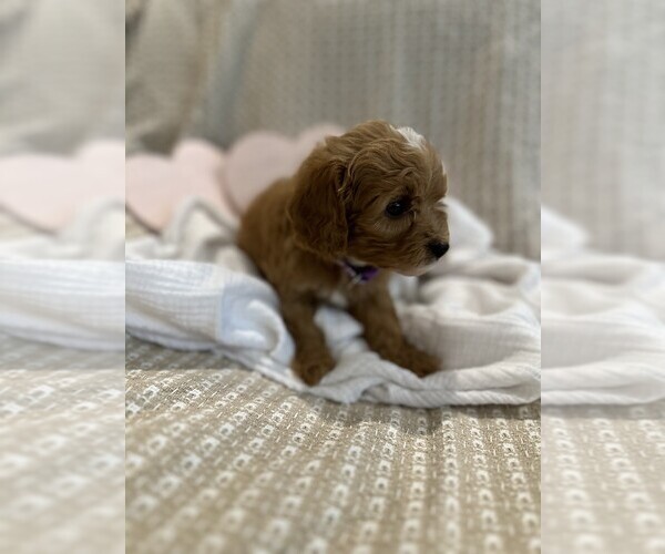 Medium Photo #19  Breeder Profile in MAGNOLIA, TX, USA