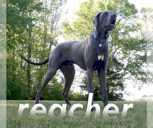 Great Dane Dog Breeder near ABBEVILLE, MS, USA