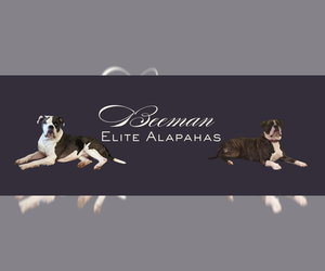 Alapaha Blue Blood Bulldog Dog Breeder near NEWVILLE, PA, USA