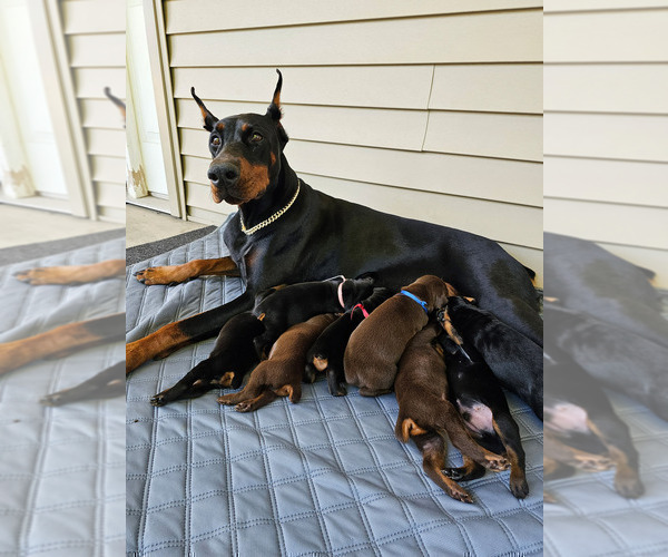 Medium Photo #11  Breeder Profile in FORT LAUDERDALE, FL, USA