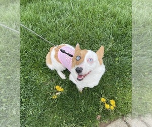 Pembroke Welsh Corgi Dog Breeder near PHILADELPHIA, PA, USA
