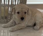 Small #3 Breeder Profile image