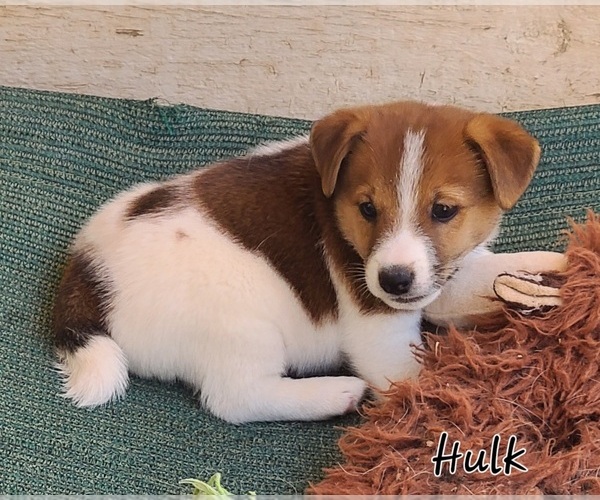 Medium Photo #5  Breeder Profile in PARKER, AZ, USA