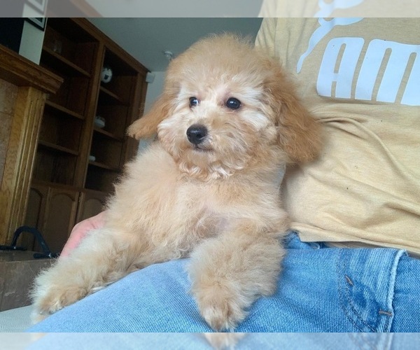 Medium Photo #2  Breeder Profile in VICTORVILLE, CA, USA