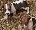 Small Photo #22  Breeder Profile in KINGSVILLE, MO, USA